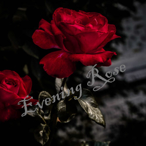 MG Guitar Music - Evening Rose